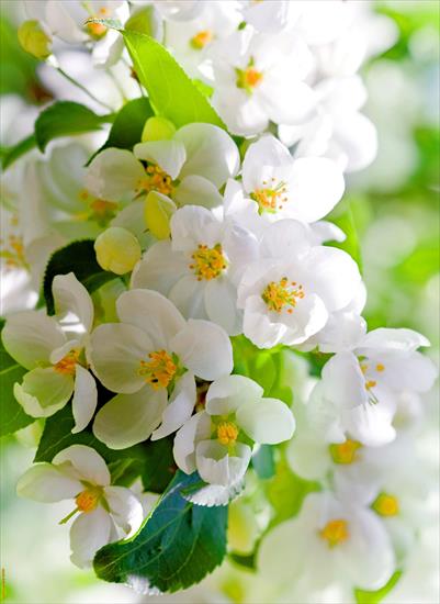barto1253 - spring-blossoms.jpg